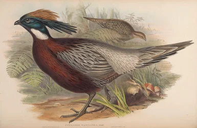 Pucrasia macrolopha